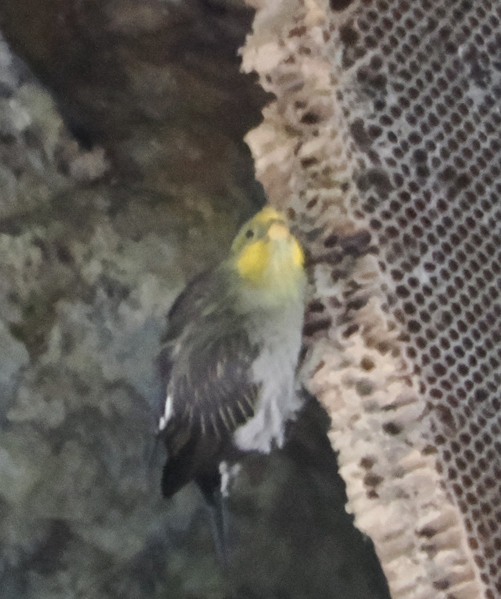 Yellow-rumped Honeyguide - ML643177038