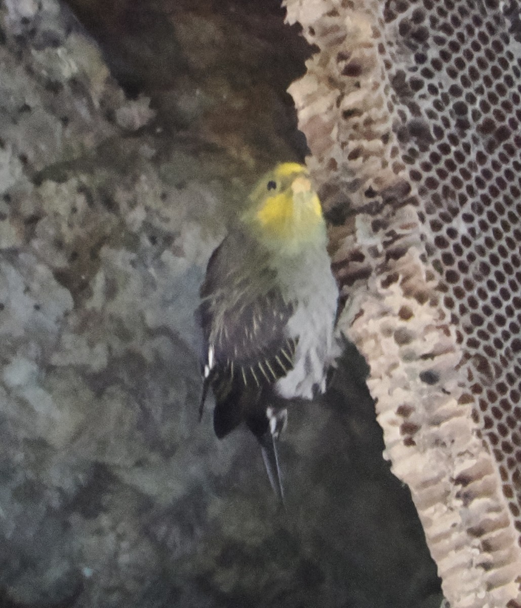 Yellow-rumped Honeyguide - ML643177039