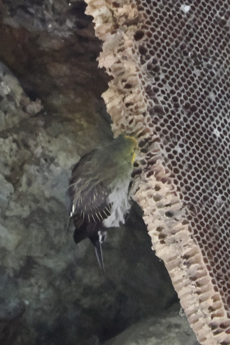 Yellow-rumped Honeyguide - ML643177040