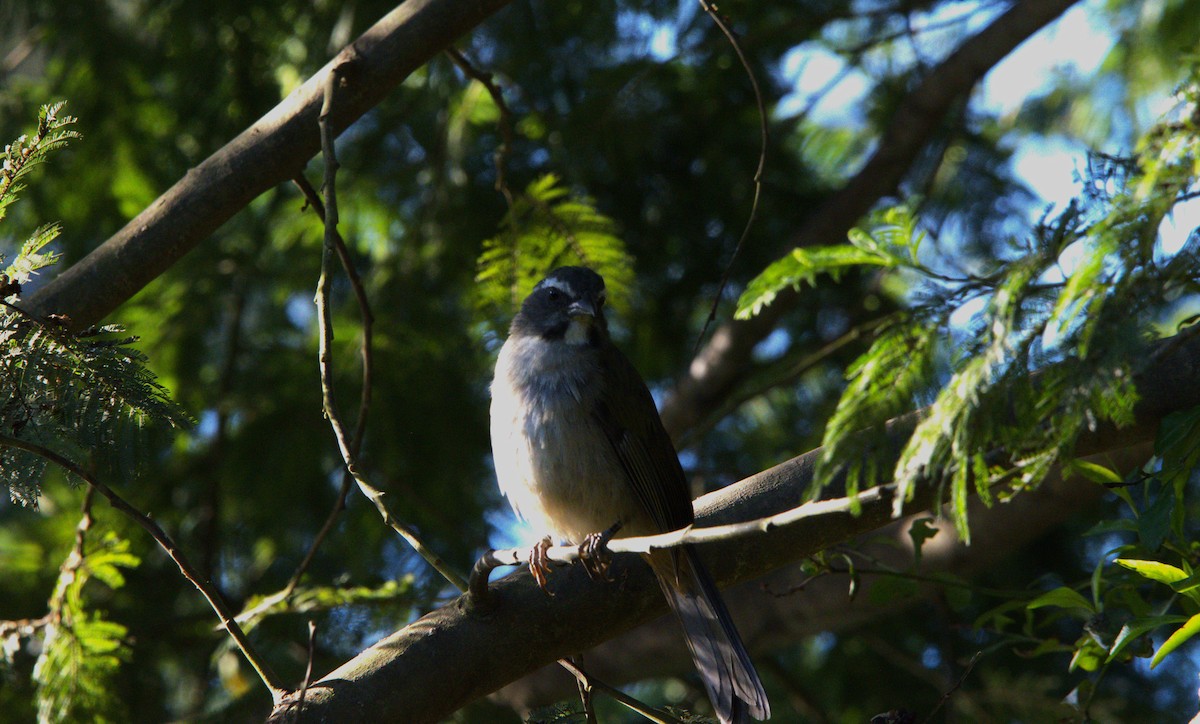 Green-winged Saltator - ML643177043