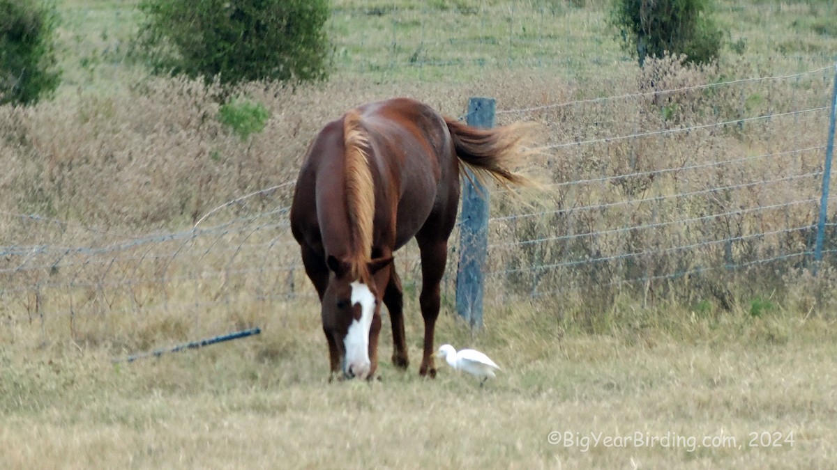 Western Cattle-Egret - ML643177046