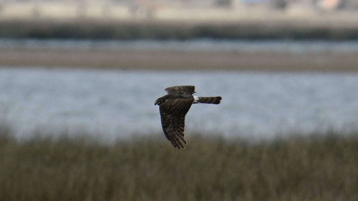 Cinereous Harrier - ML643177050