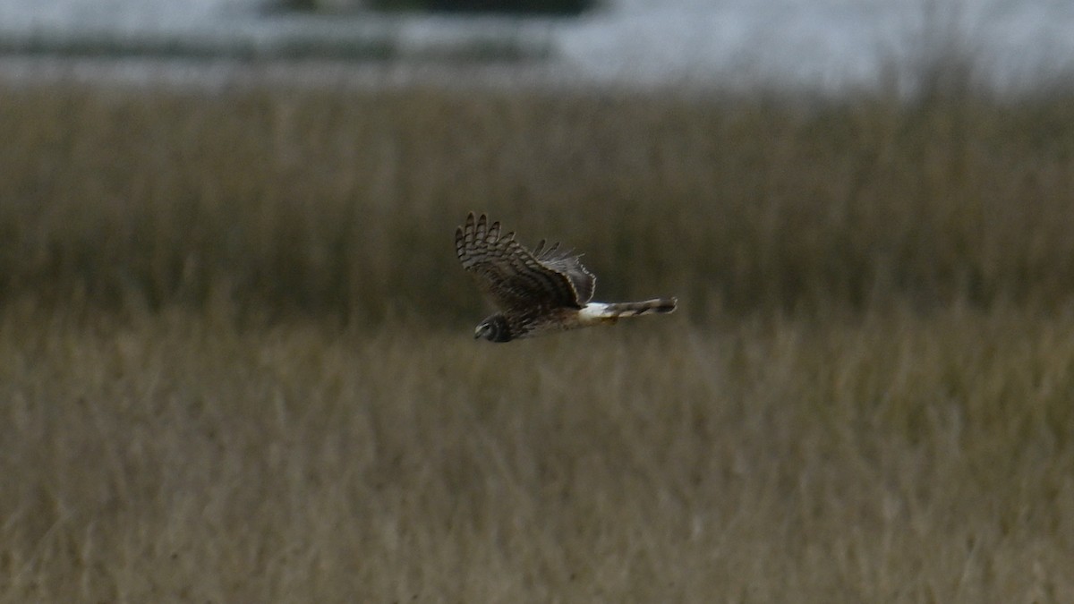 Cinereous Harrier - ML643177052