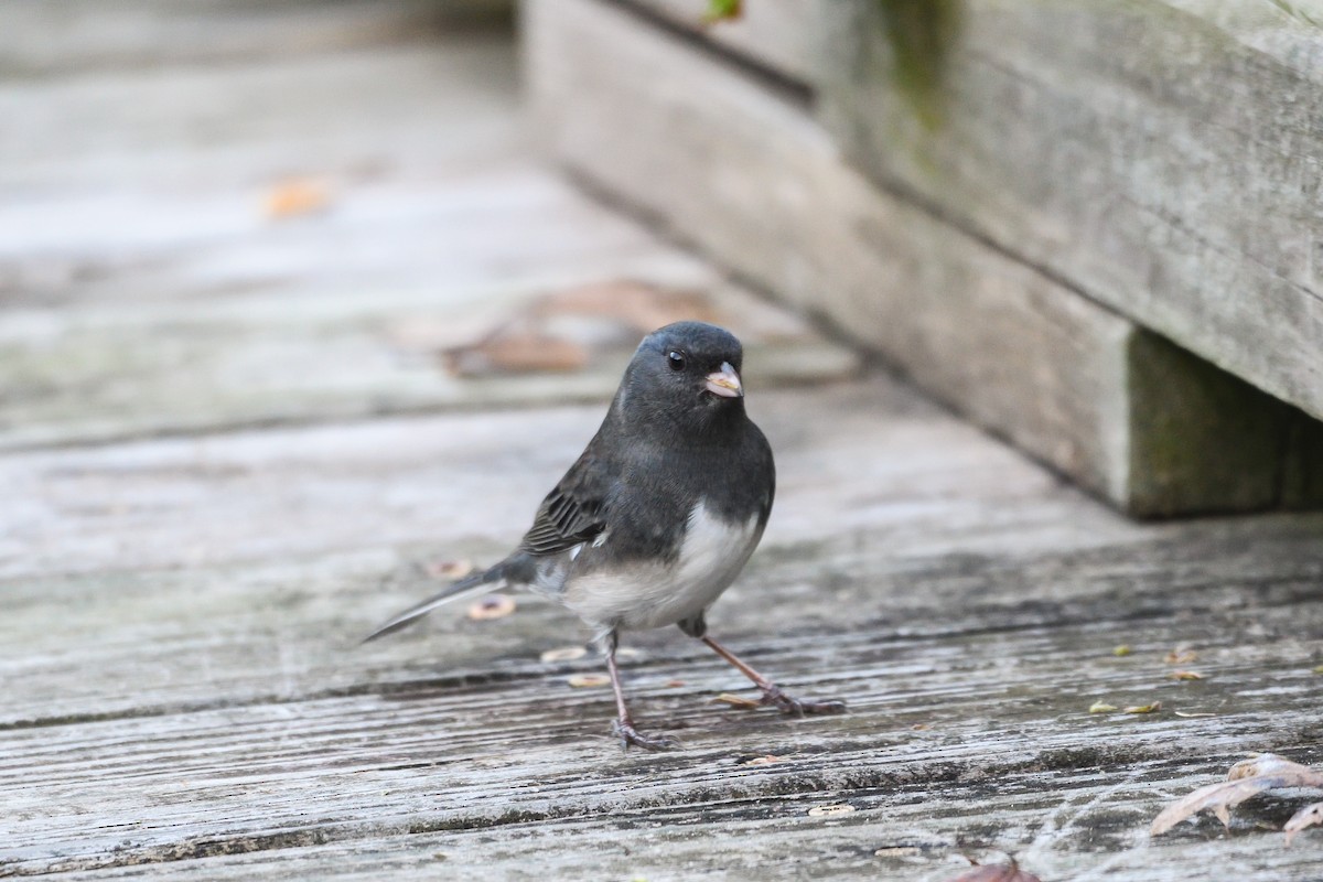 Dark-eyed Junco - ML643177053