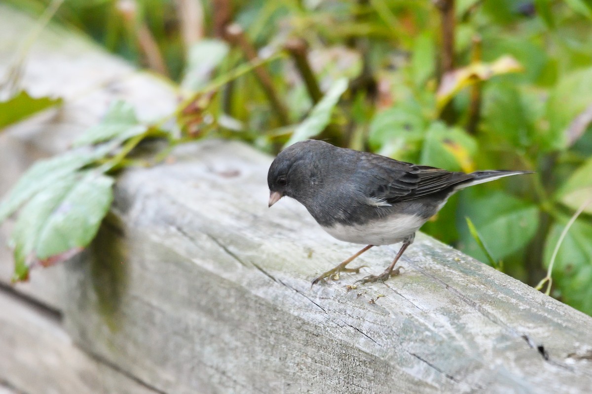 Dark-eyed Junco - ML643177054