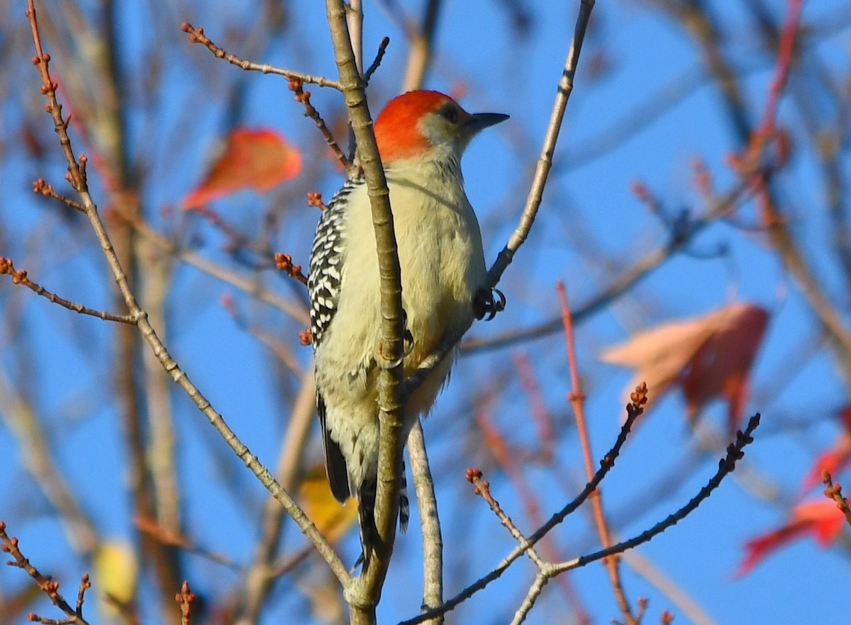 woodpecker sp. - ML643177056