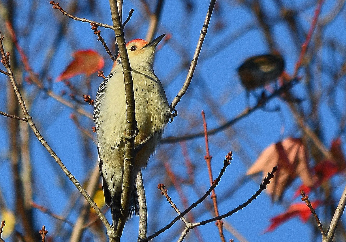 woodpecker sp. - ML643177057