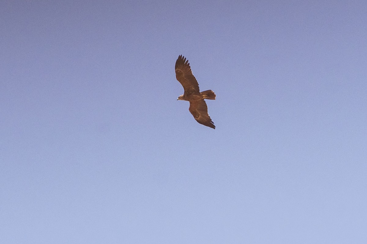 Wahlberg's Eagle - ML643177060