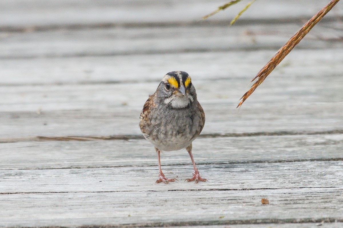 White-throated Sparrow - ML643177061