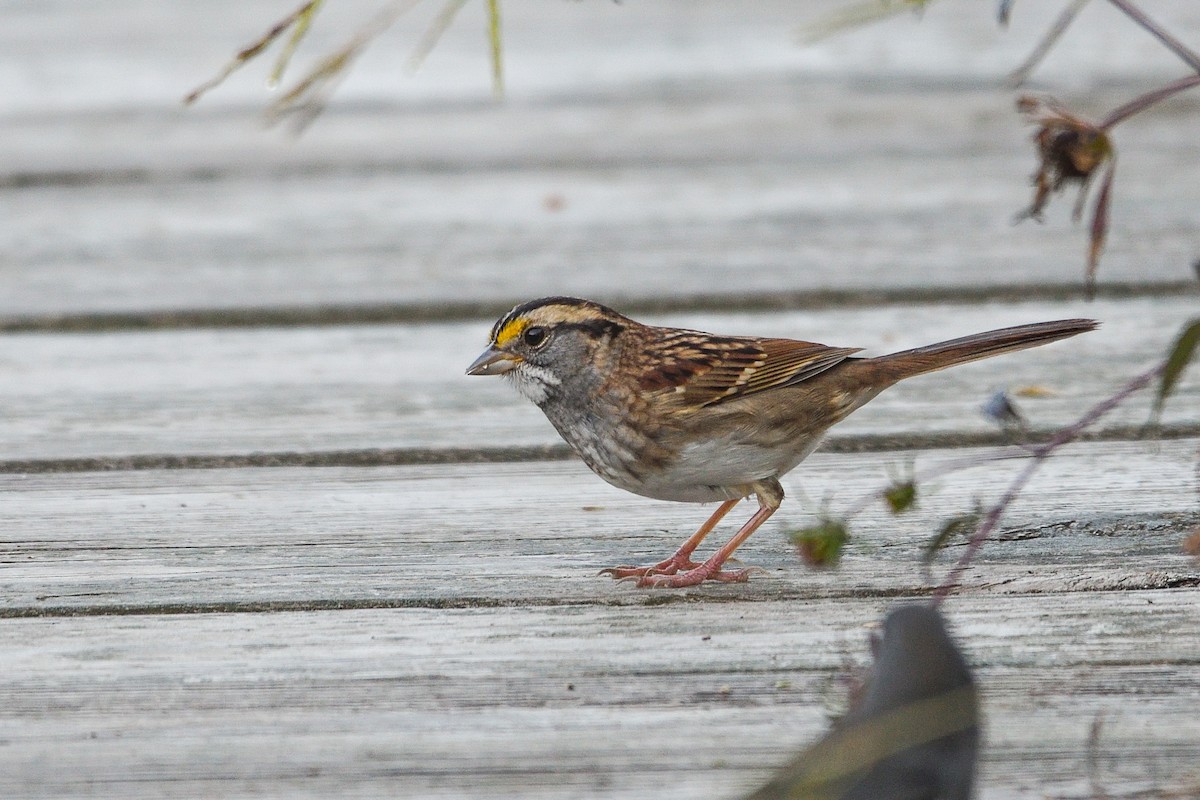 White-throated Sparrow - ML643177062