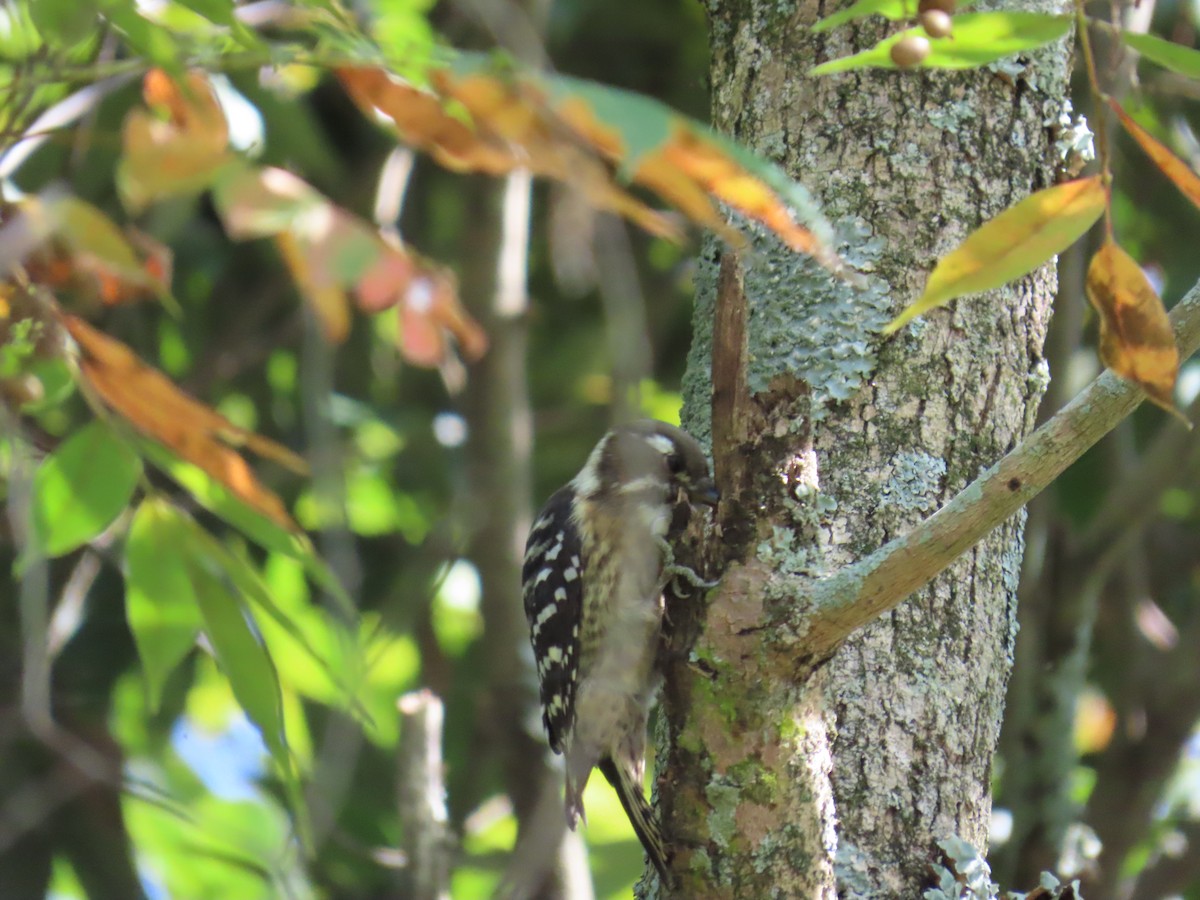Japanese Pygmy Woodpecker - ML643177063