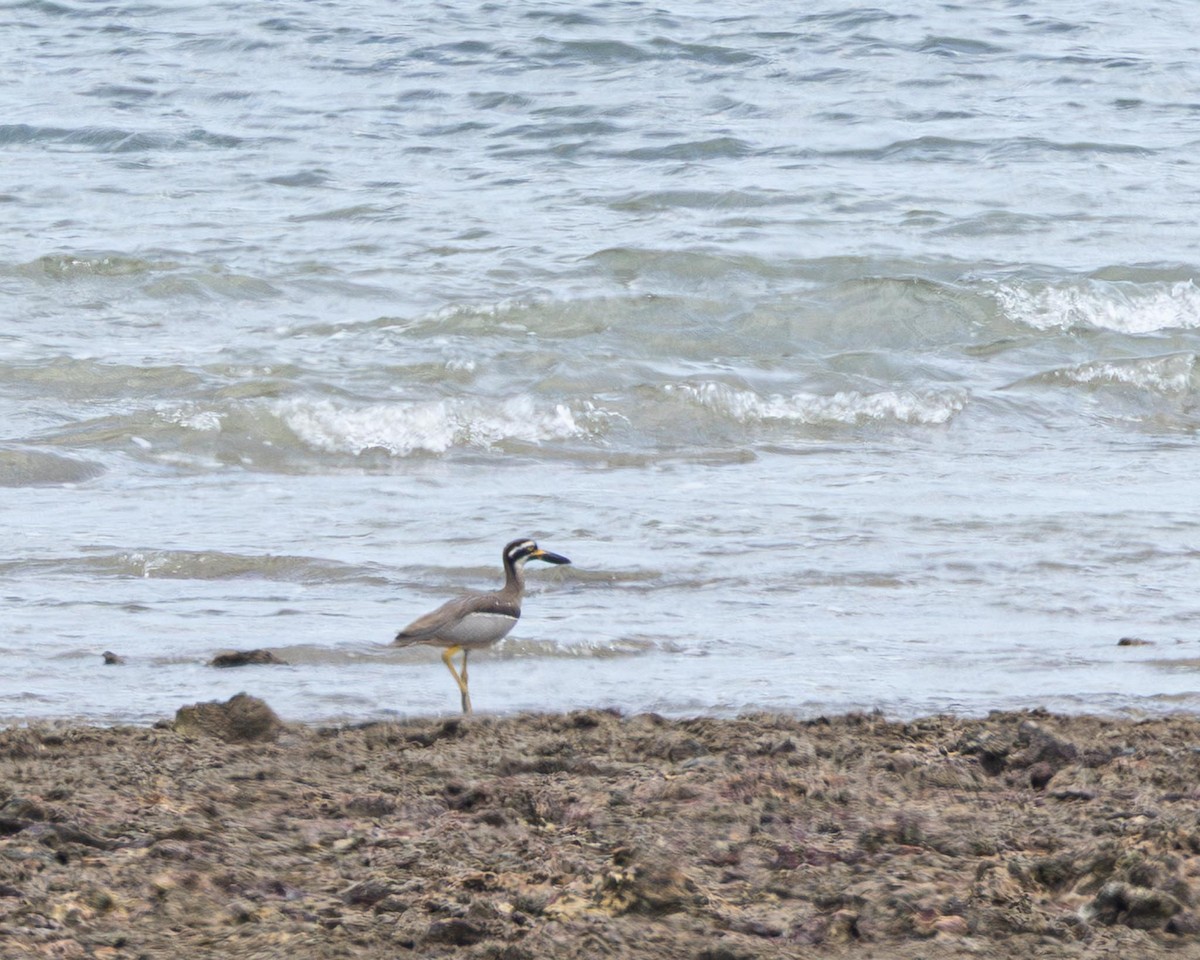 Beach Thick-knee - ML643177065
