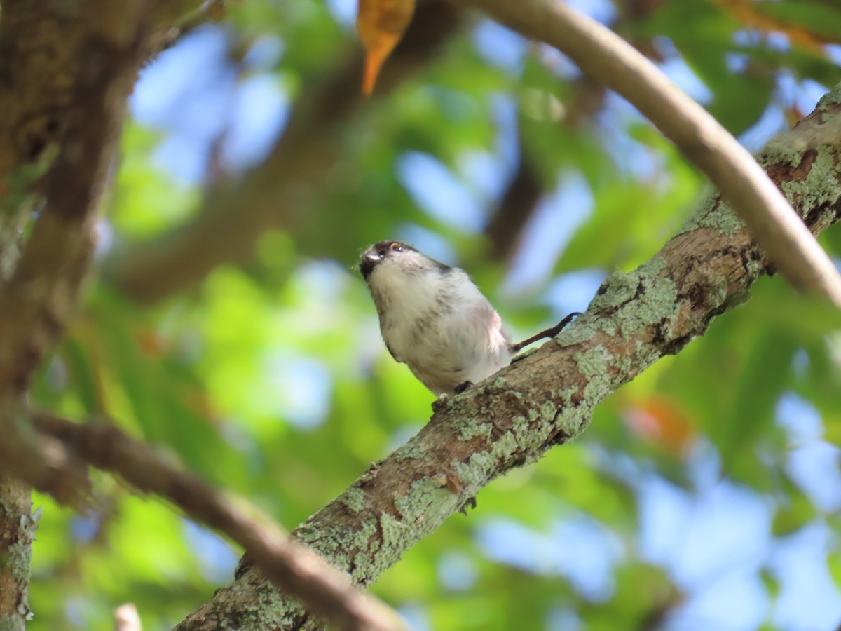 Long-tailed Tit - ML643177071