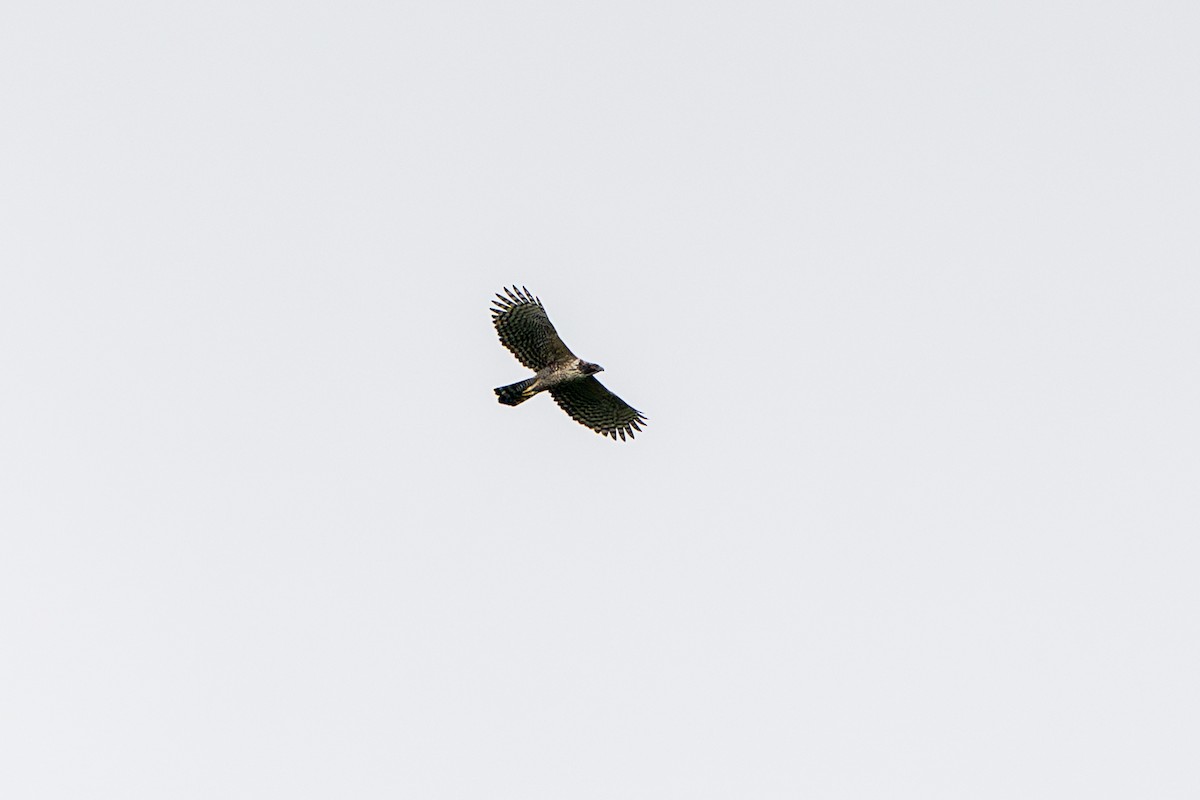 熊鷹 - ML643177099