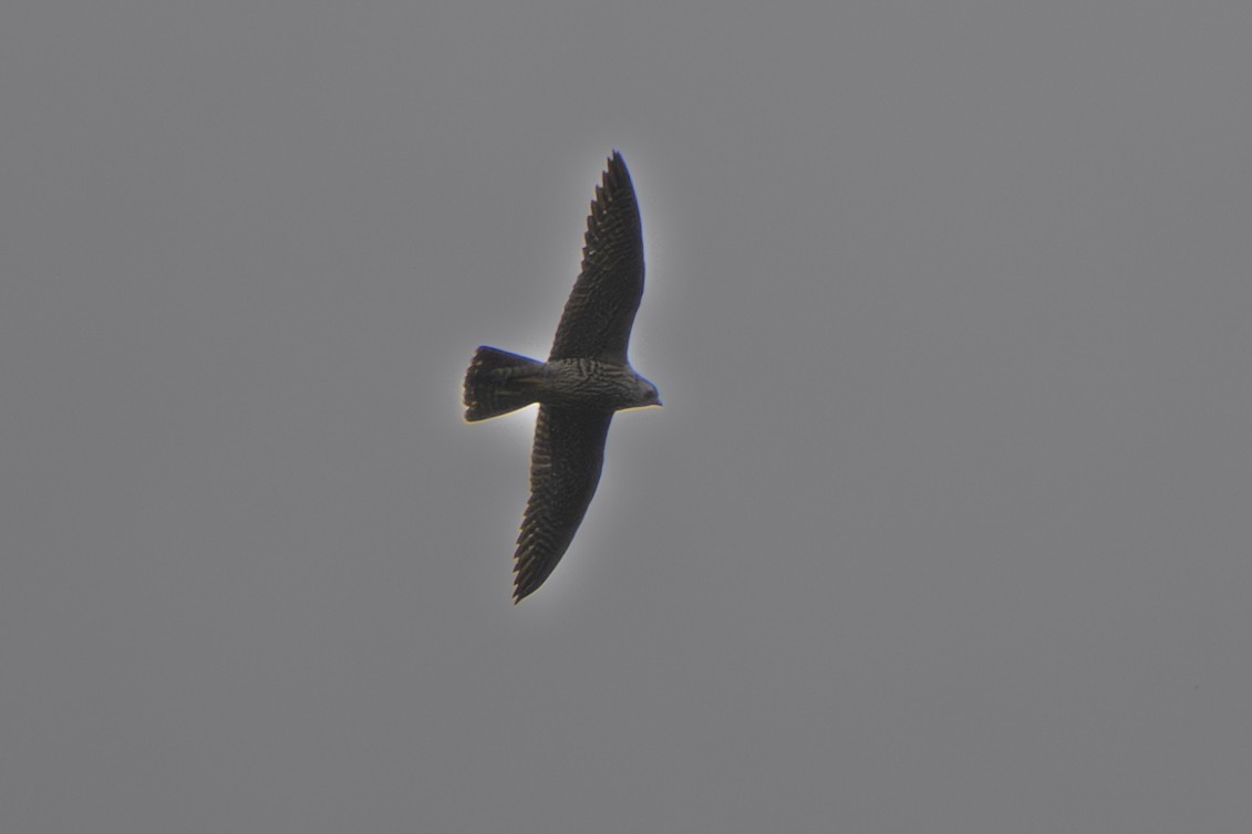 遊隼 - ML643177104