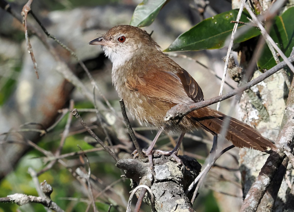 Eastern Bristlebird - ML643177105