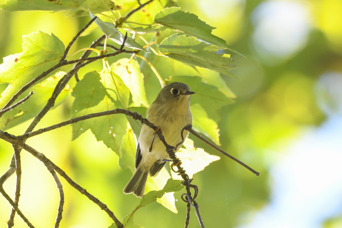 Ruby-crowned Kinglet - ML643177106