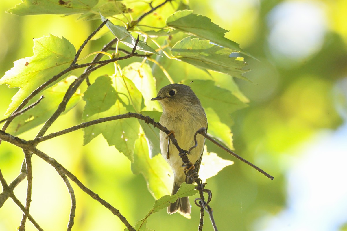 Ruby-crowned Kinglet - ML643177107