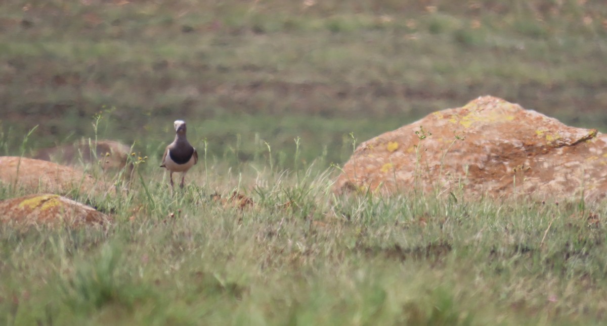 Black-winged Lapwing - ML643177108