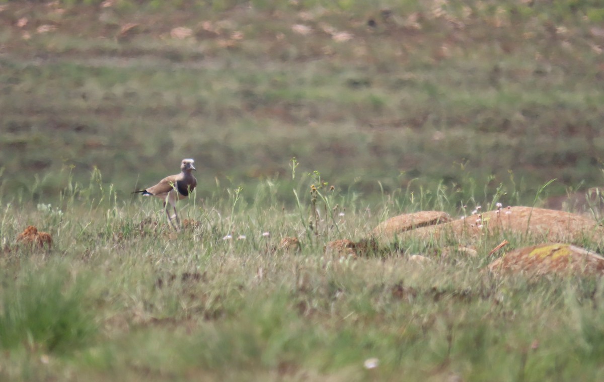 Black-winged Lapwing - ML643177109