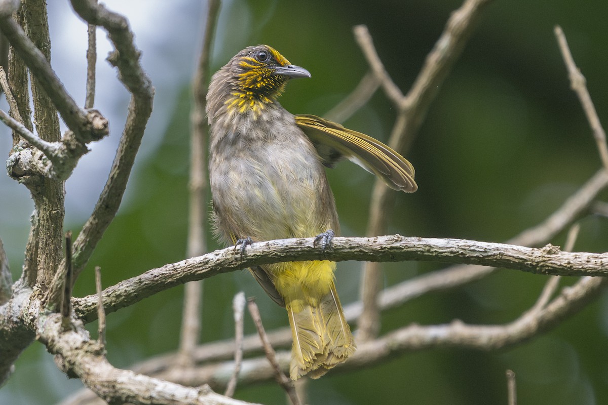 Stripe-throated Bulbul - ML643177111