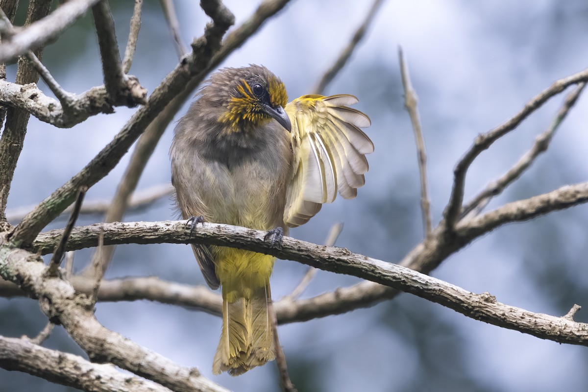 Stripe-throated Bulbul - ML643177112