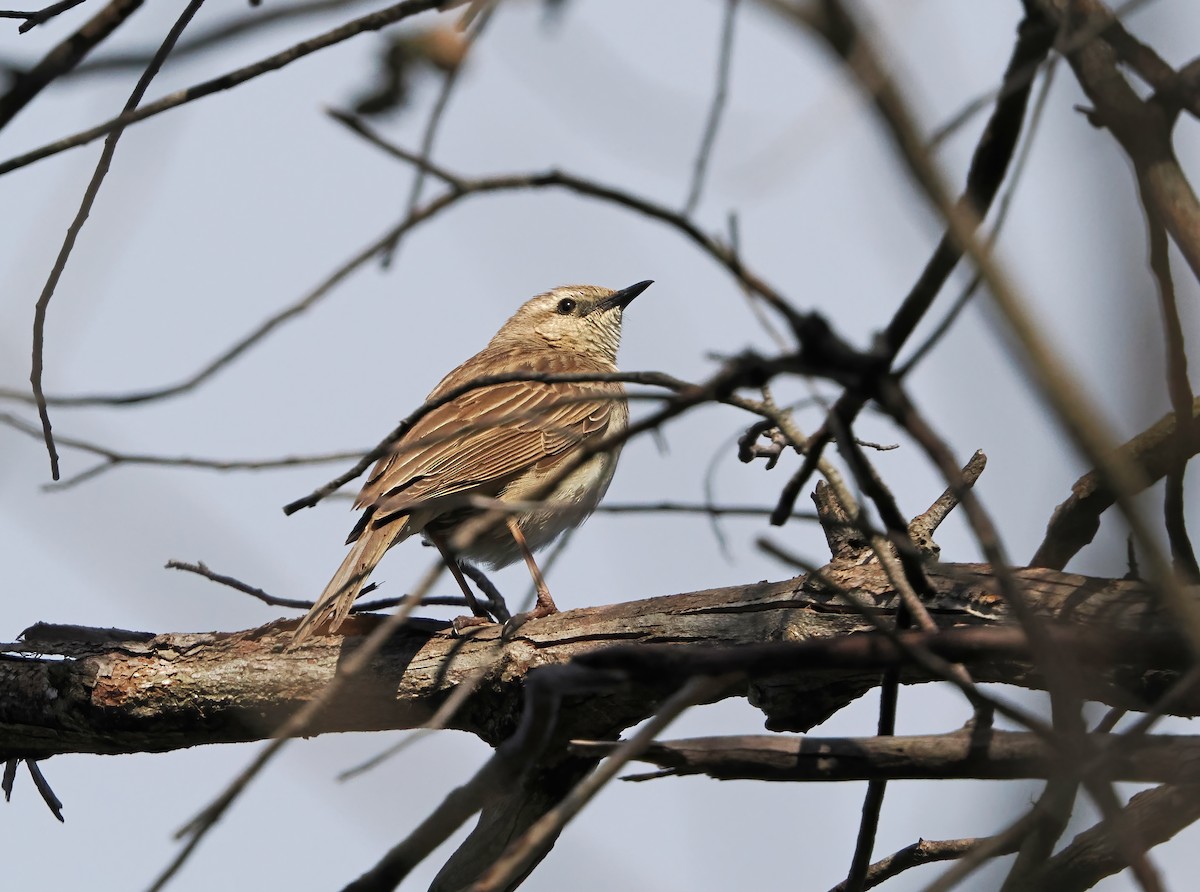 Rufous Songlark - ML643177114
