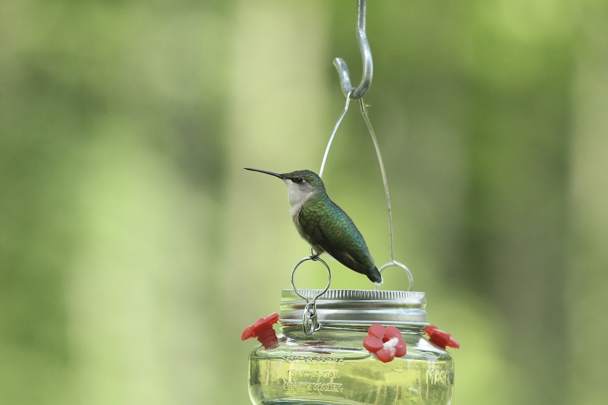 Ruby-throated Hummingbird - ML643177117