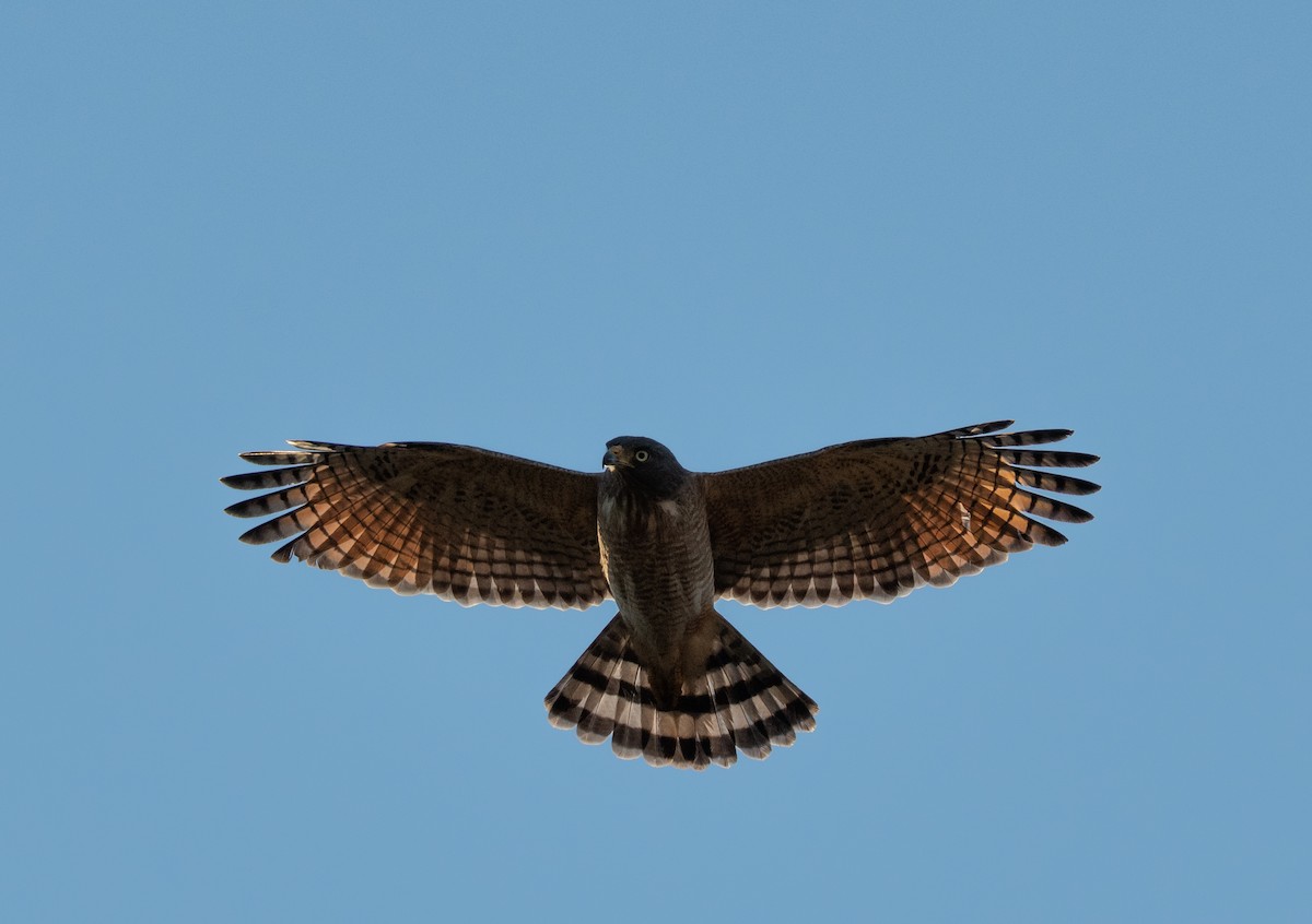 Roadside Hawk - ML643177118