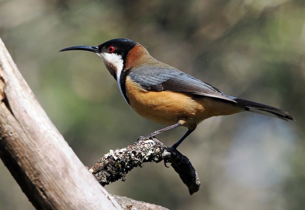 Eastern Spinebill - ML643177119