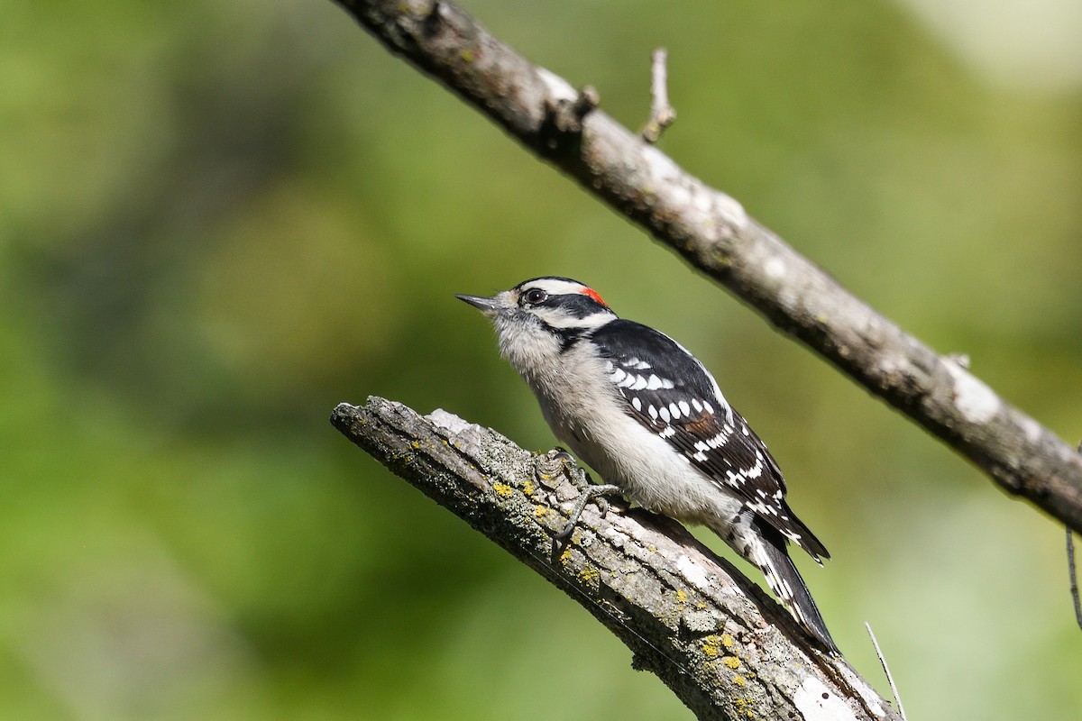 Downy Woodpecker - ML643177121