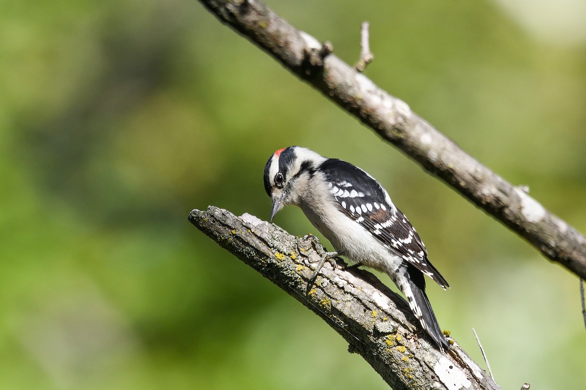 Downy Woodpecker - ML643177122