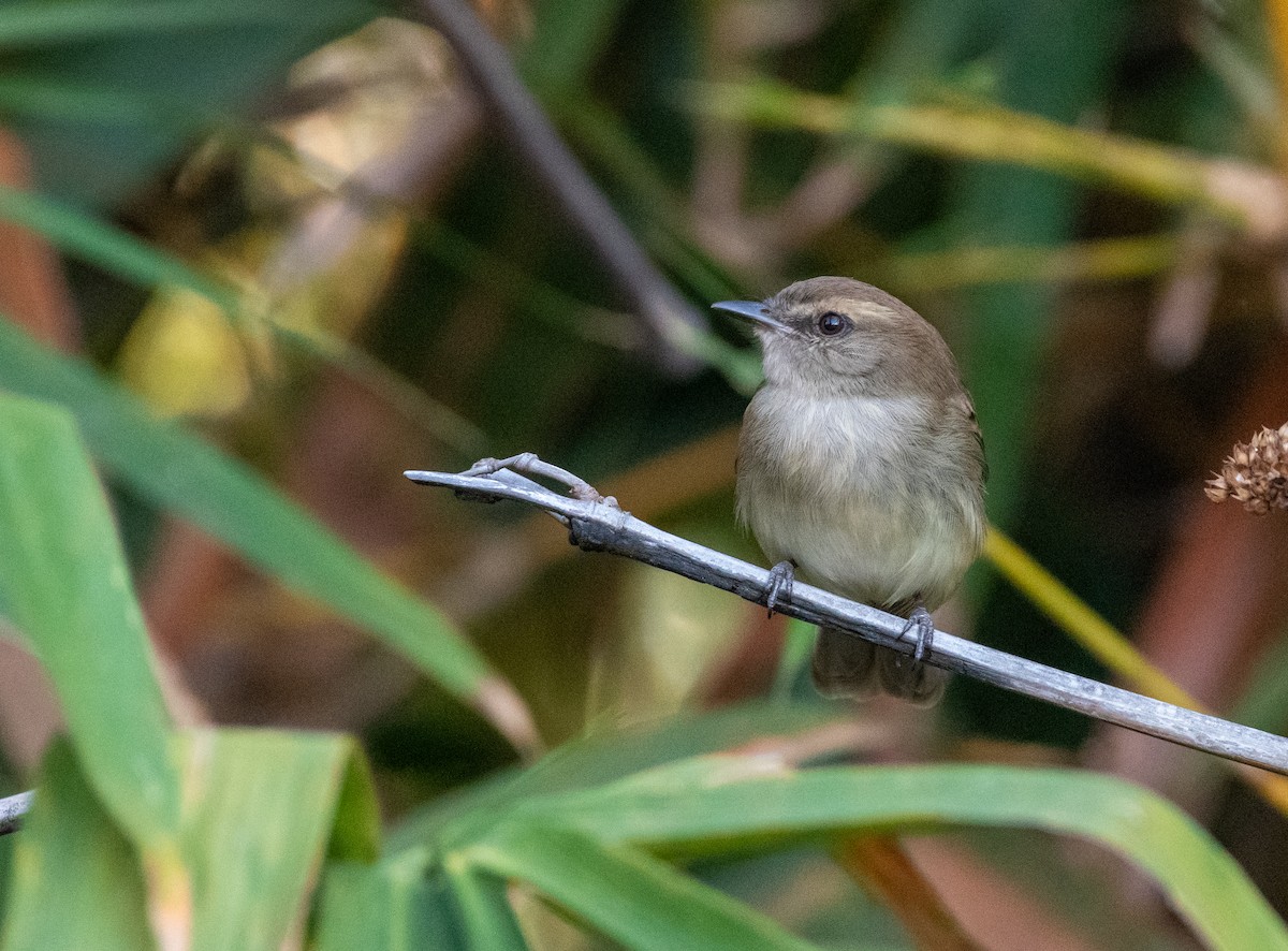 Fuscous Flycatcher - ML643177123
