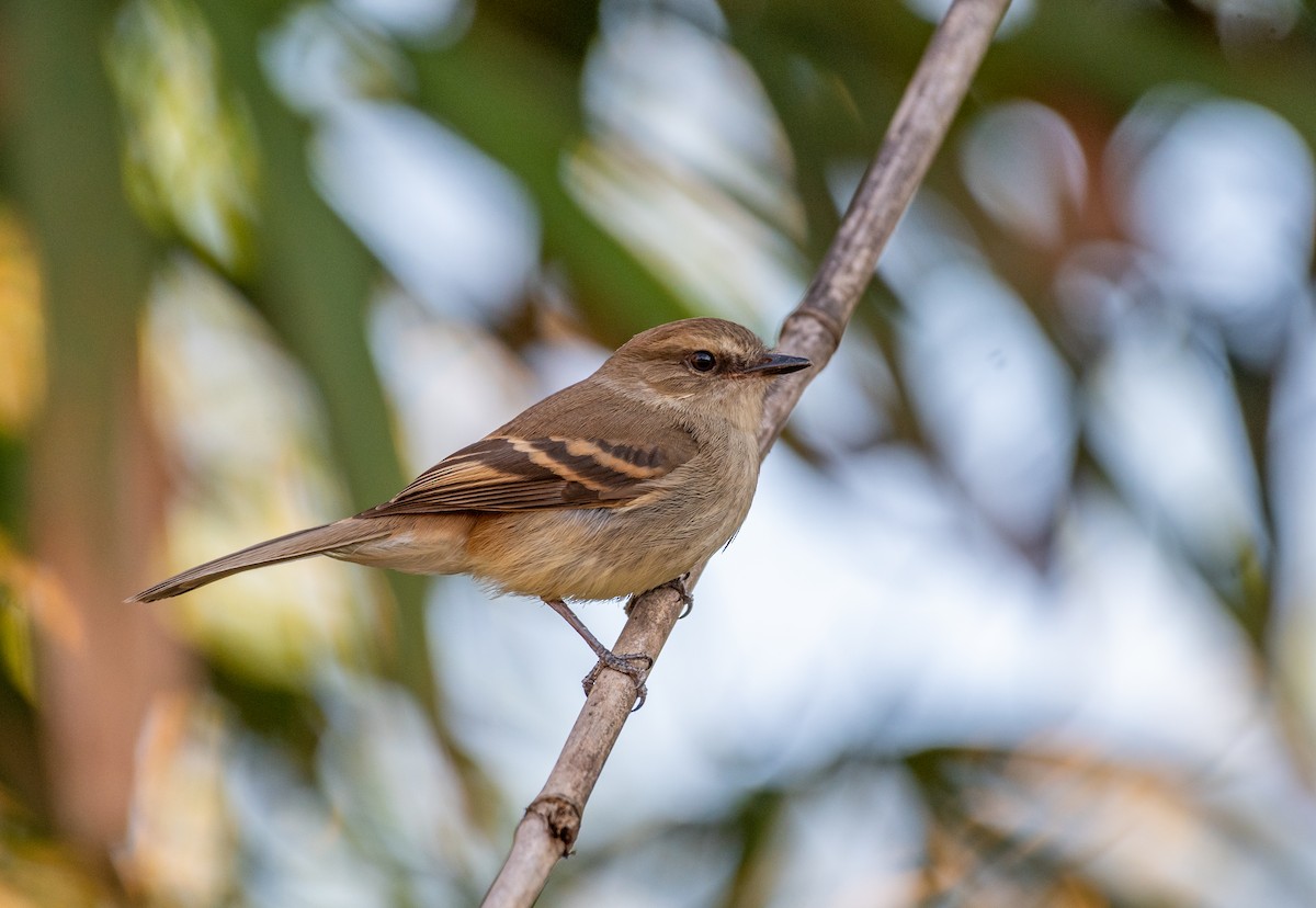 Fuscous Flycatcher - ML643177124