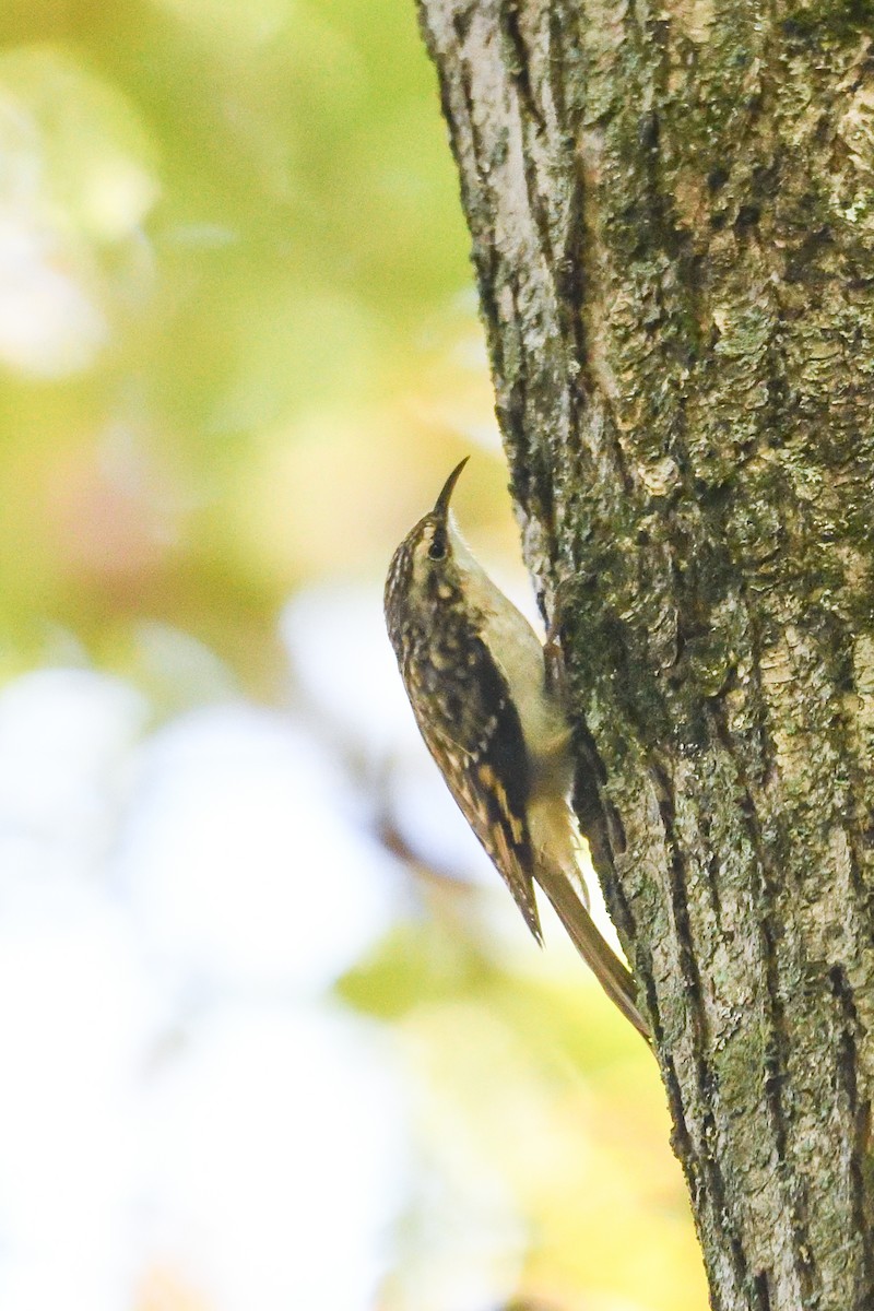 Brown Creeper - ML643177127