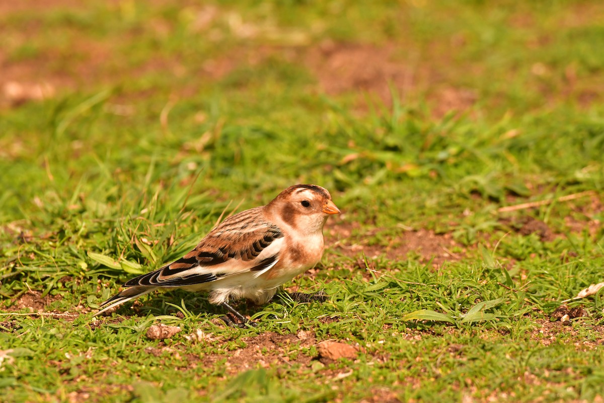 Snow Bunting - ML643177144