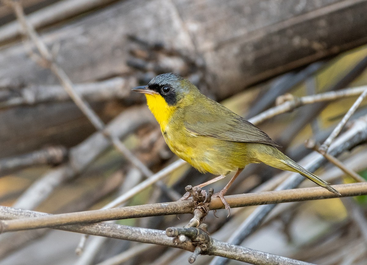 Southern Yellowthroat - ML643177148