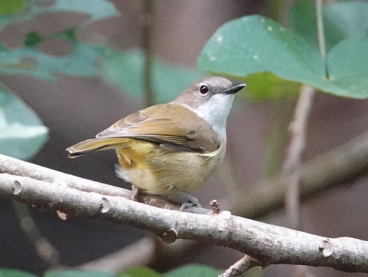 New Caledonian Whistler - ML643177151