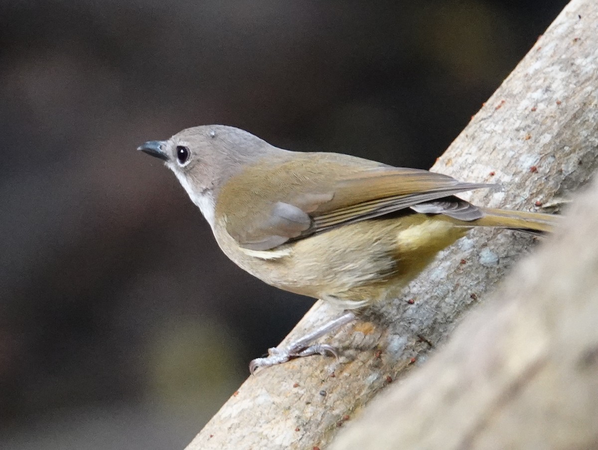 New Caledonian Whistler - ML643177152