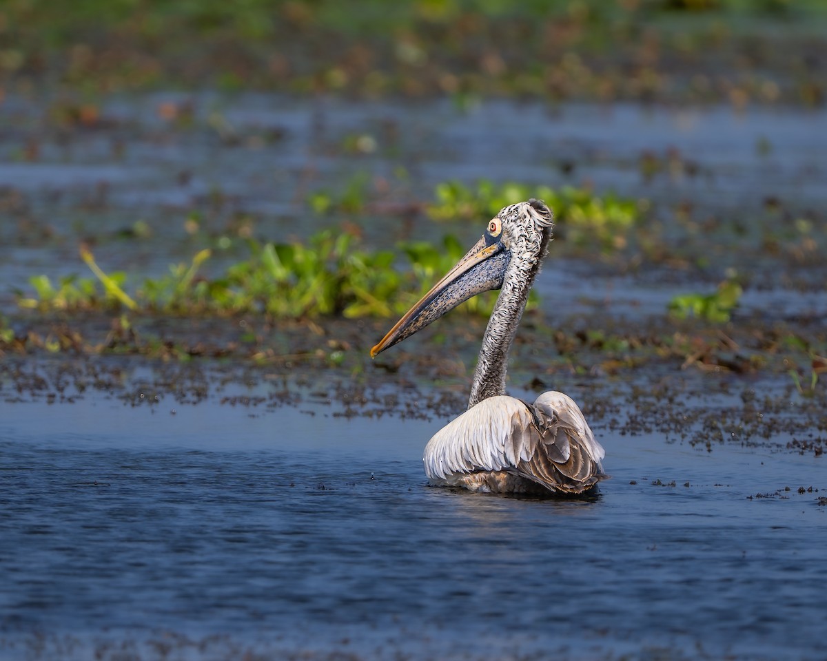 Spot-billed Pelican - ML643177153