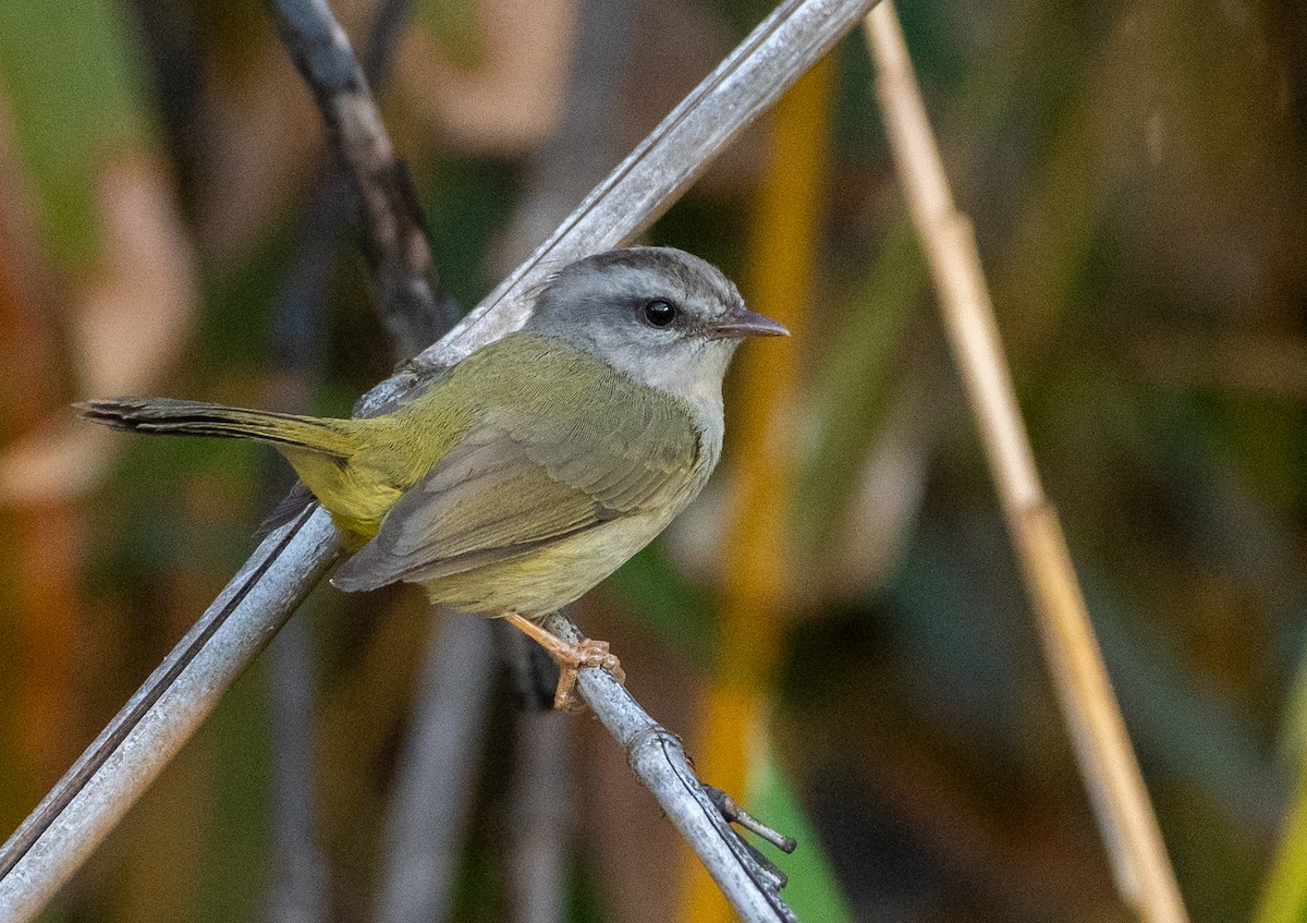 Golden-crowned Warbler - ML643177170