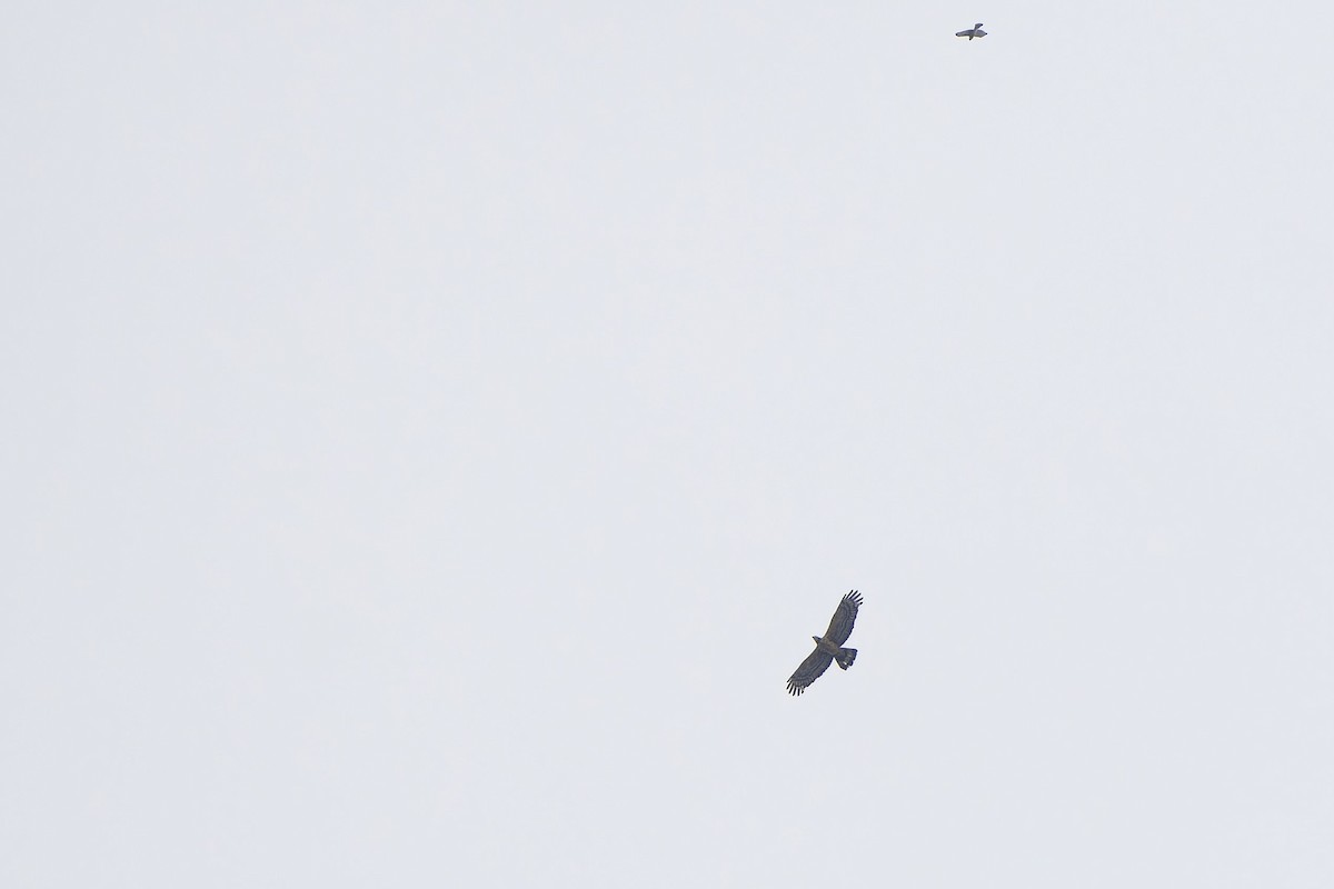 Oriental Honey-buzzard (Northern) - ML643177172