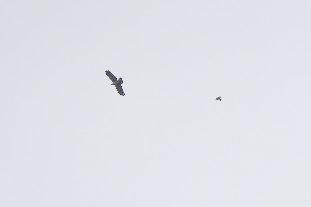 Oriental Honey-buzzard (Northern) - ML643177173