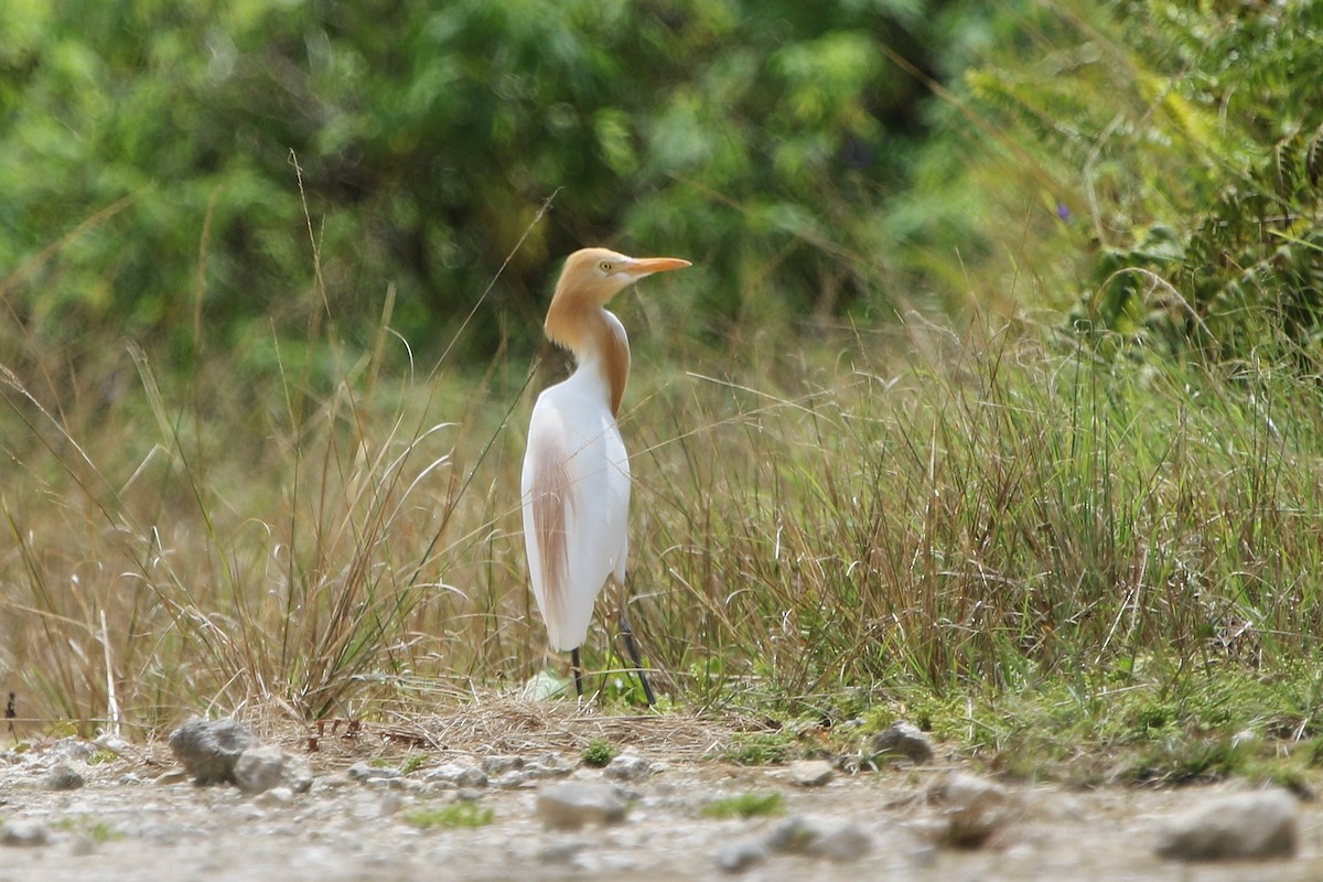 Eastern Cattle-Egret - ML643177176