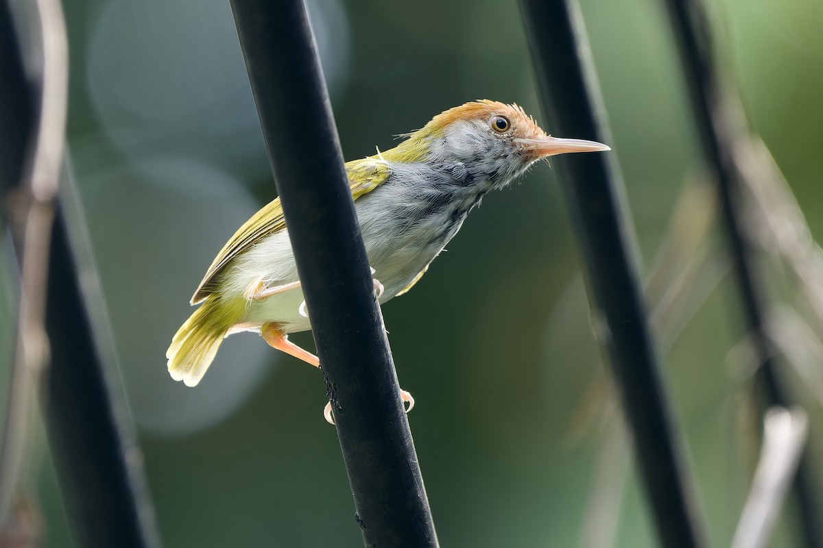 Dark-necked Tailorbird - ML643177177