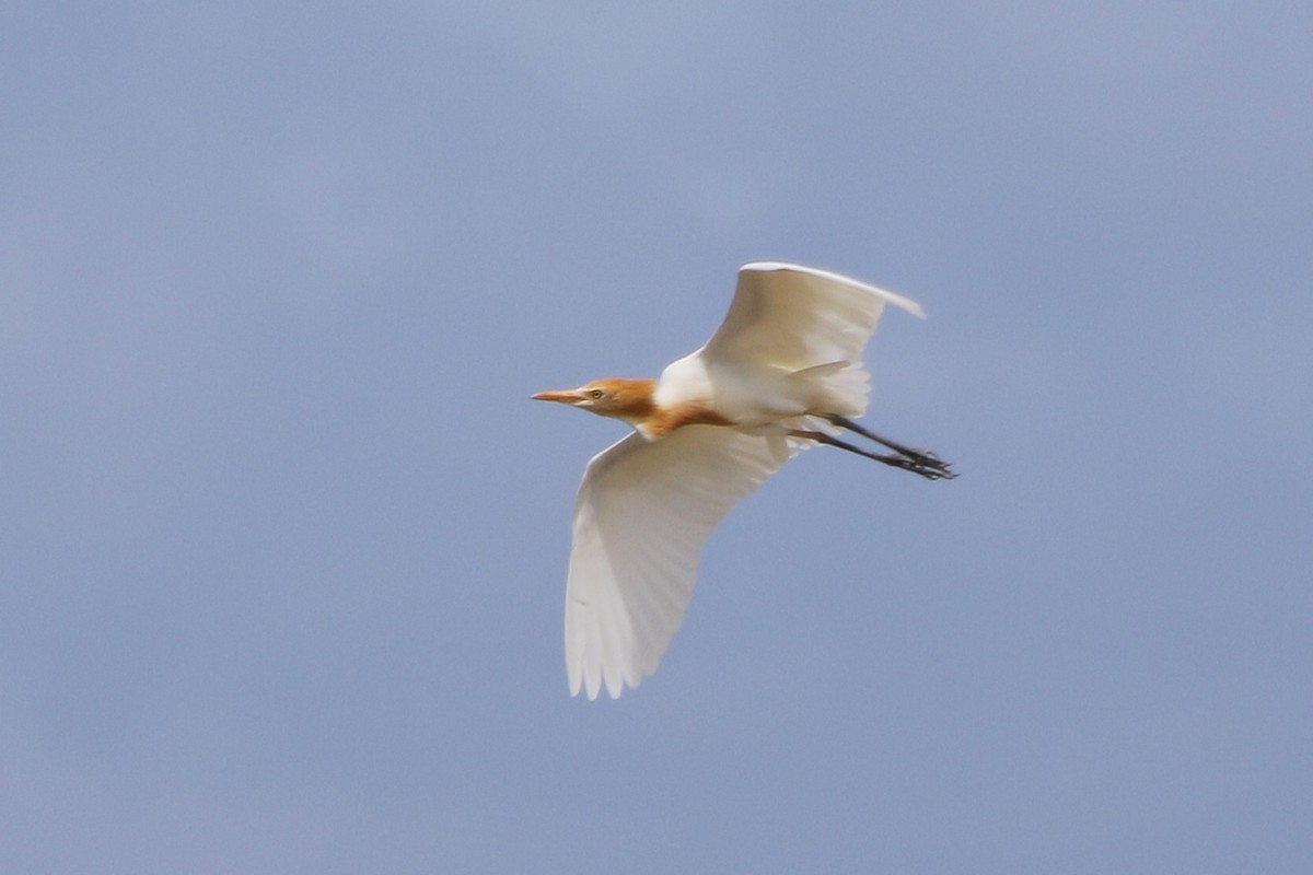 Eastern Cattle-Egret - ML643177178