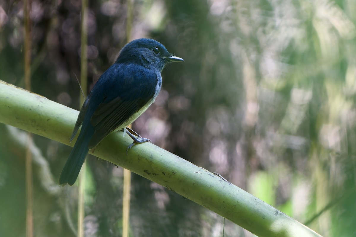 Hainan Blue Flycatcher - ML643177179