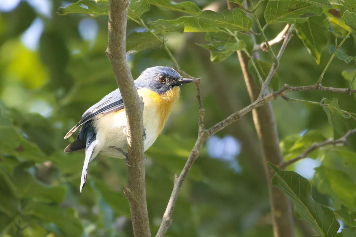 Tickell's Blue Flycatcher - ML643177180