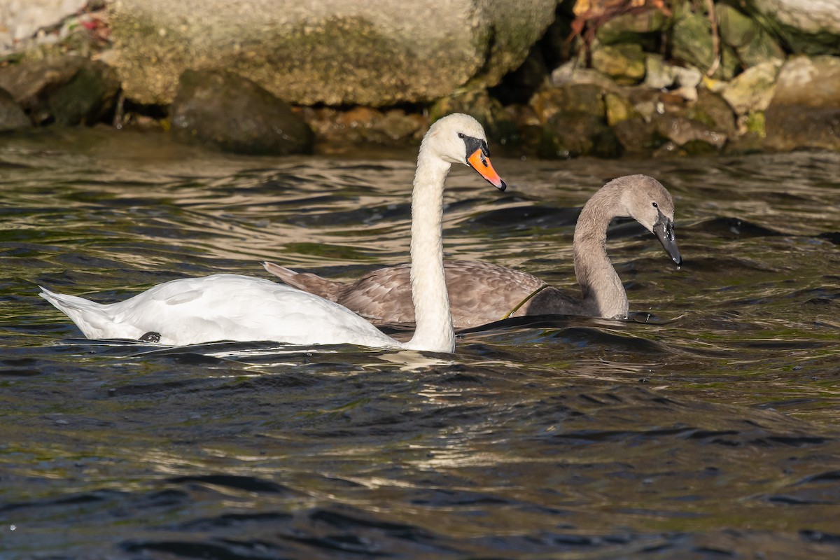 Mute Swan - ML643177190