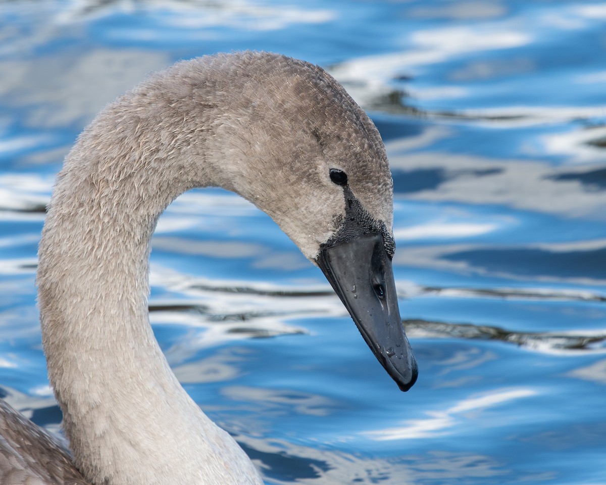 Mute Swan - ML643177191